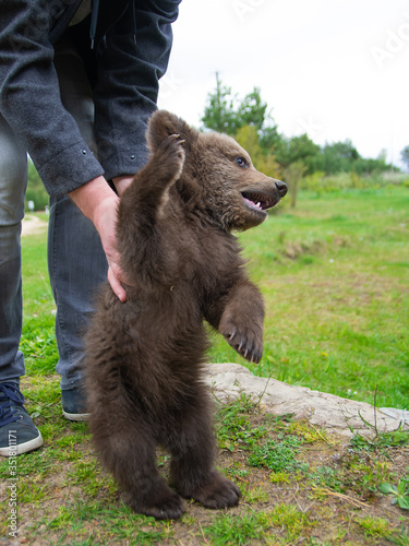 a small wild bear cub plays with a man