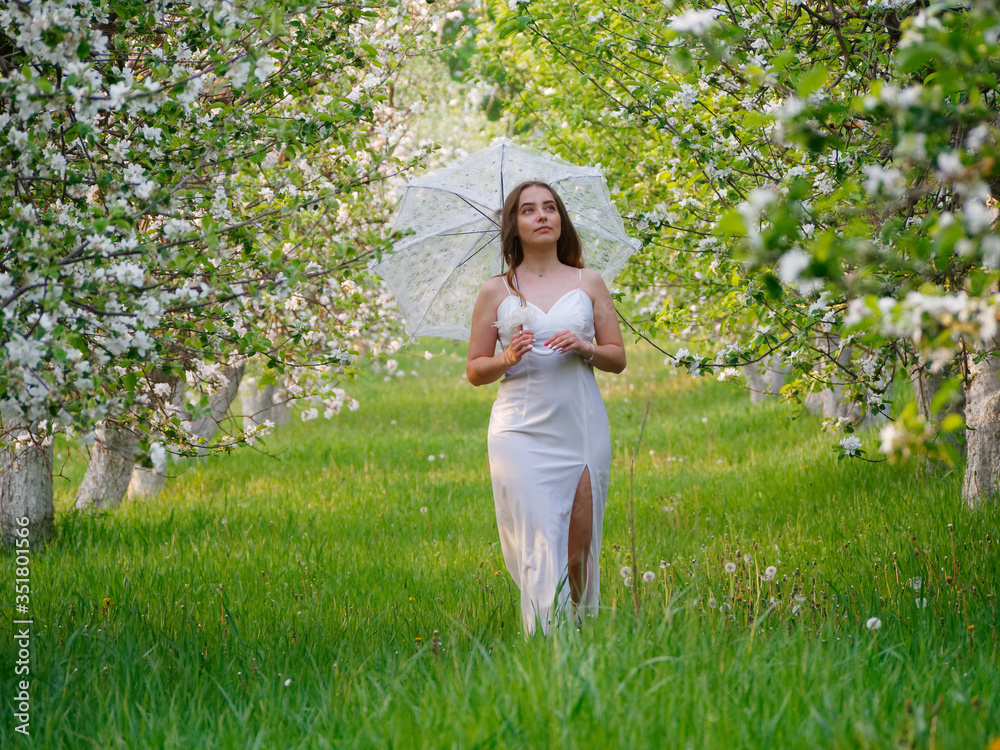 girl with a white umbrella in blooming apple trees in the garden girl with a white umbrella in blooming apple trees in the garden