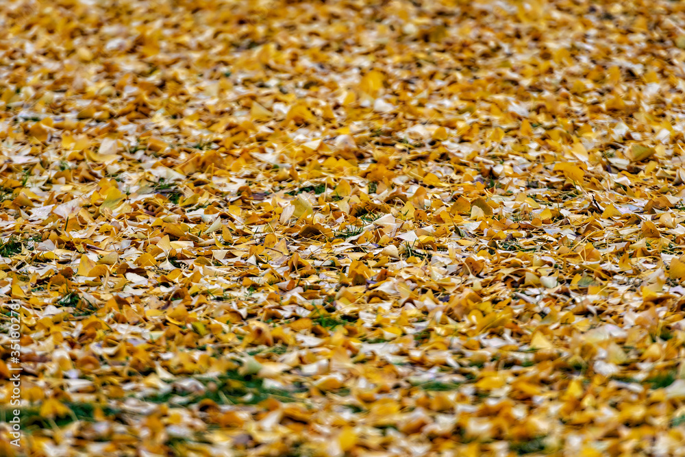 a ground covered with lots of autumn leaves a ground covered with lots of autumn leaves
