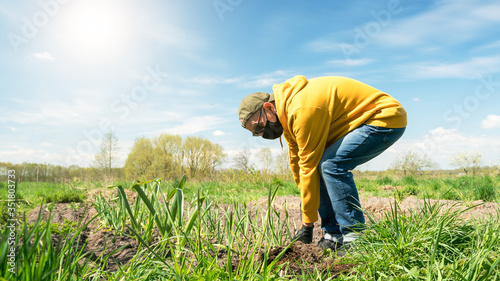 pensioner in yellow hoodie and disposable mask squats digging vegetable garden with shovel under blue sky