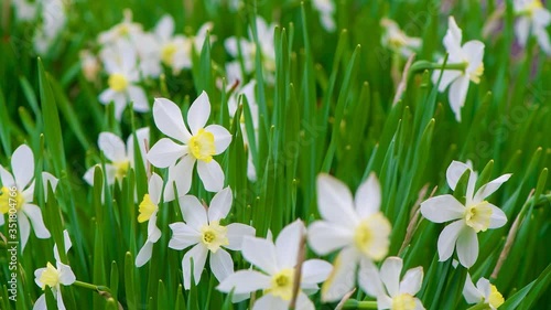 white flowers daffodil sway from the wind. gardening spring photo