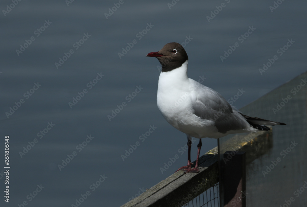 A Black-headed Gull, Chroicocephalus ridibundus, perching on a fence at the edge of a lake in spring. A Black-headed Gull, Chroicocephalus ridibundus, perching on a fence at the edge of a lake in spring.