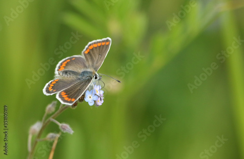 A pretty Brown Argus Butterfly, Aricia agestis, nectaring on a Forget-Me-Not Flowers in springtime in the UK.