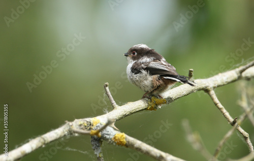 A cute baby Long-tailed Tit, Aegithalos caudatus, perching on a branch of a tree. It is waiting for the parent birds to come back and feed it with insects.