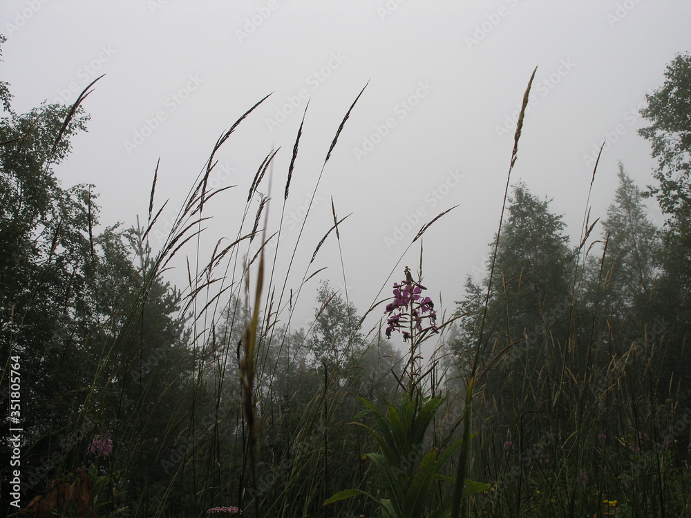 Fototapeta premium Wild Nature of Russia