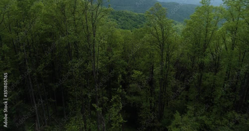 Cinematic fly through trees revealing forest covered Blue Ridge Mountains