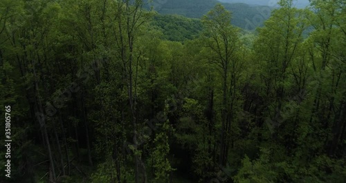 Cinematic fly through trees revealing forest covered Blue Ridge Mountains