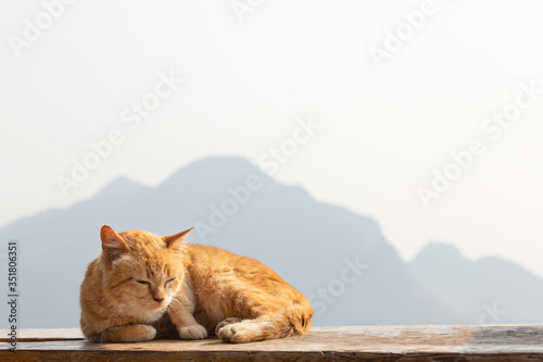  Red cat basking in the sun with mountain background.. © kamonrat