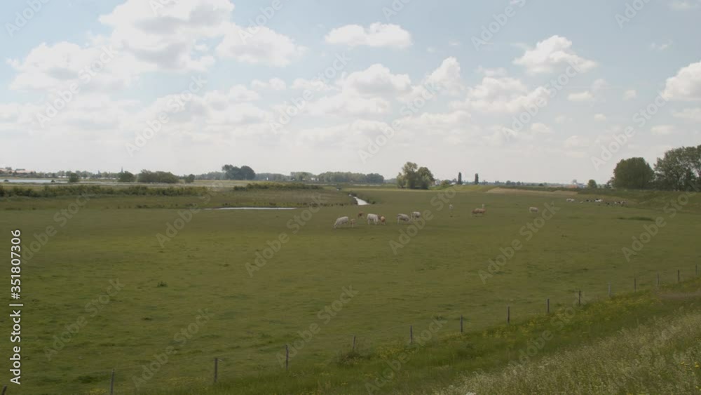 Beautiful rural landscape in the Netherlands with green meadows and cows Beautiful rural landscape in the Netherlands with green meadows and cows