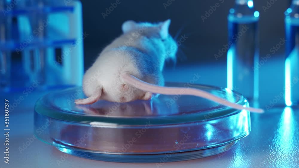 White laboratory mouse in a microbiological laboratory. Mouse on the background of test tubes