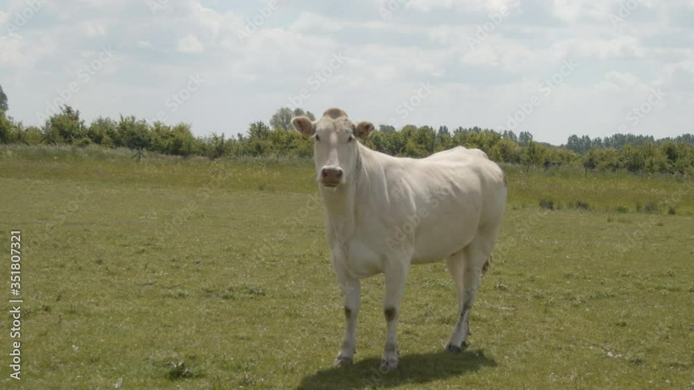 White cow walking through meadow, standing still and looking at camera White cow walking through meadow, standing still and looking at camera