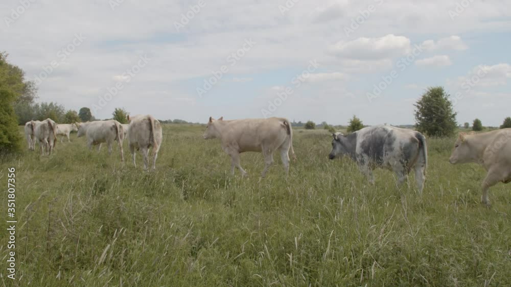 Row of cows walking through green meadow in slow motion Row of cows walking through green meadow in slow motion