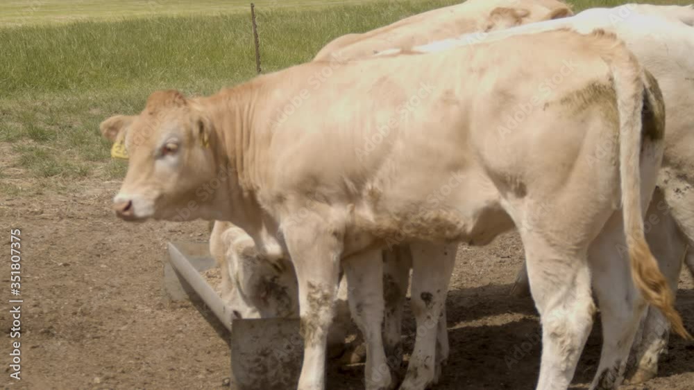 Young calves feeding from trough in patch of dirt Young calves feeding from trough in patch of dirt