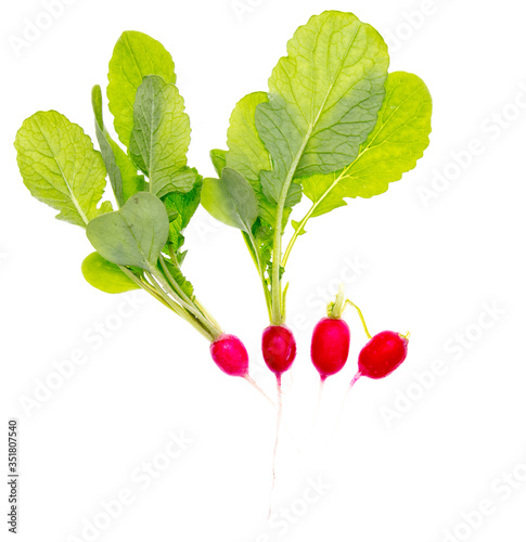 Ripe red radish isolated on a white background.