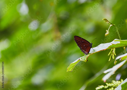 A brown wing butterfly gathering on the leaf with close up shot.