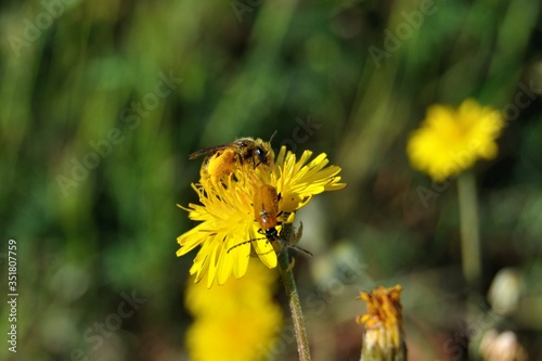 Abeja en flor amarilla en primavera