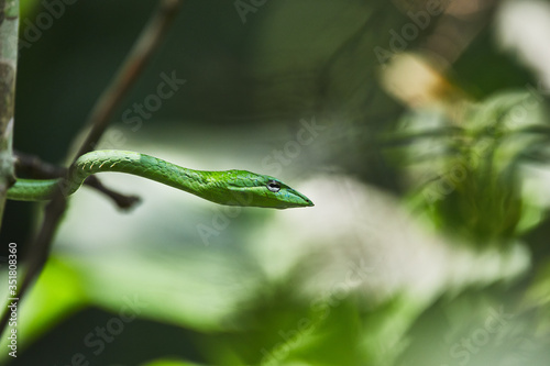 Thai green snake crawling on the tree in macro shot.