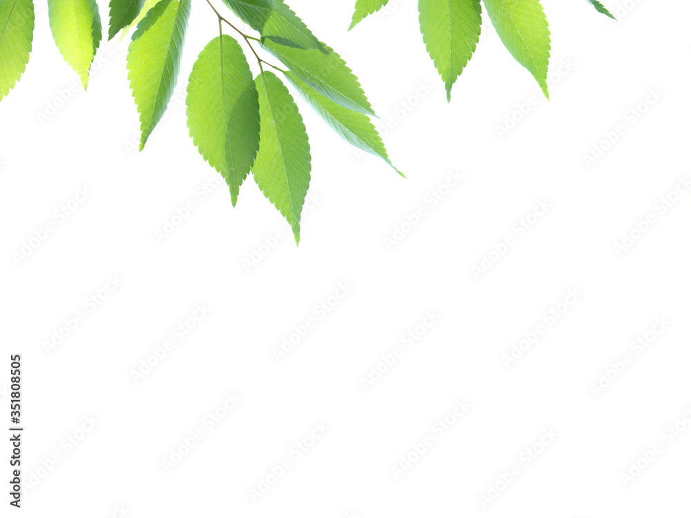 Obraz premium 新緑のケヤキの葉