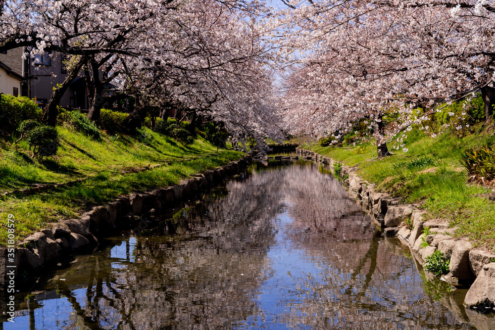埼玉県の元荒川沿いの満開の桜並木