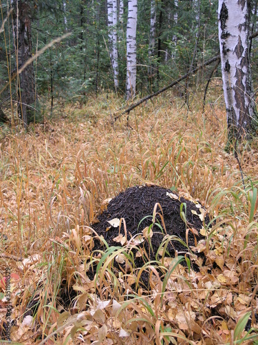 Wild Nature of Russia