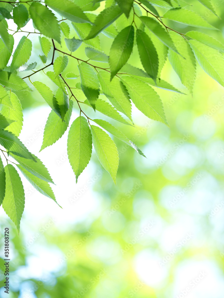 新緑のケヤキの葉