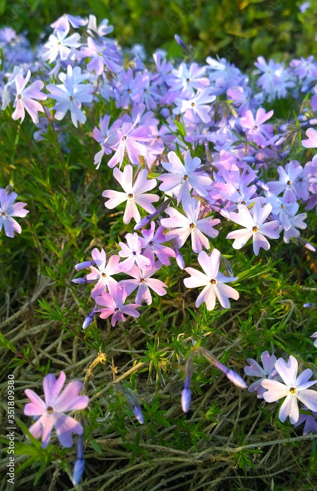 Beautiful flowers moss creeping Phlox subulata. Lavender purple color. Carpet of colour during spring. Gardening background. Evergreen mat. Floral garden design. Country living. Beauty of nature.
Beautiful flowers moss creeping Phlox subulata. Lavender purple color. Carpet of colour during spring. Gardening background. Evergreen mat. Floral garden design. Country living. Beauty of nature.