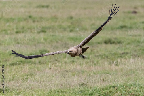 Tawny Eagle swooping in with wings outstretched