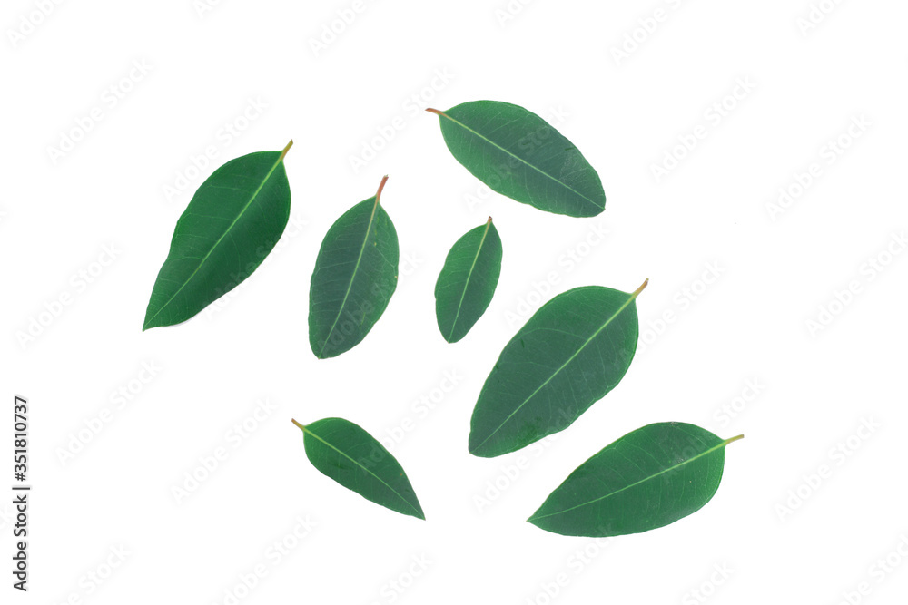 green leaves isolated on white green leaves isolated on white