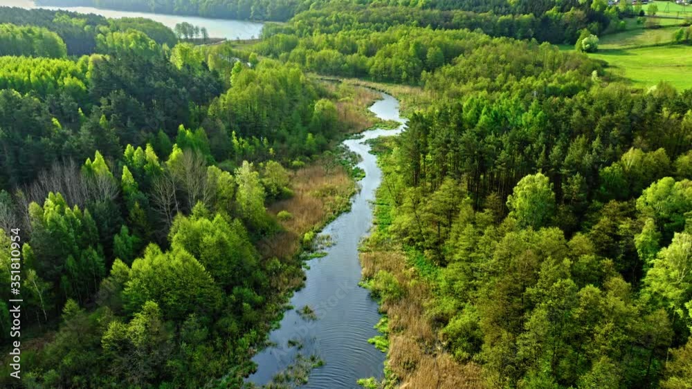 Aerial view of green forest and river in summer, Poland