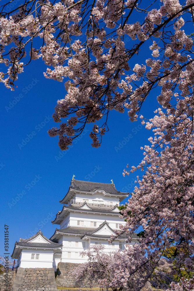 小田原城の満開の桜