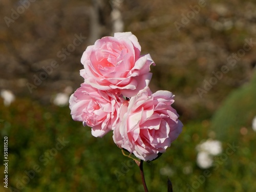 pink roses in garden