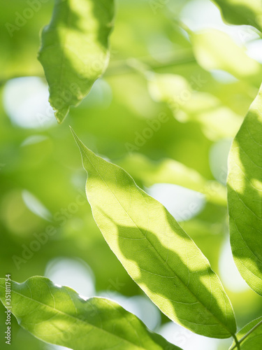 新緑のフジの葉
