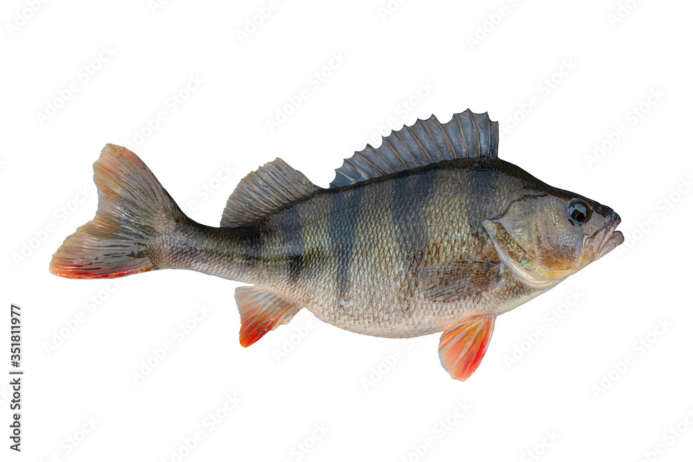 Alive fresh perch fish isolated on white background. Perca fluviatilis - obrazy, fototapety, plakaty 
