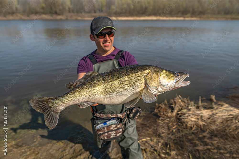 Happy fisherman with big zander. Success walleye fishing at wild river Happy fisherman with big zander. Success walleye fishing at wild river