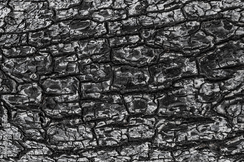 Принти на полотні Ashes soot texture of burnt tree. Black wood charcoal background