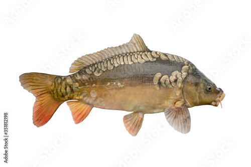 Photography Fresh alive mirror carp fish isolated on white background