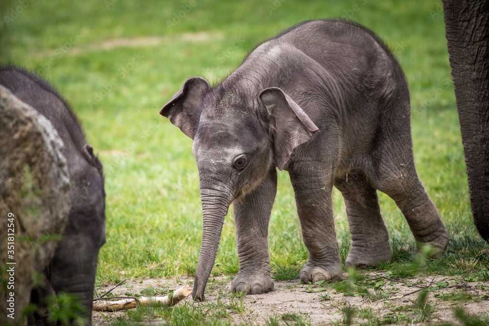 baby elephant in the park