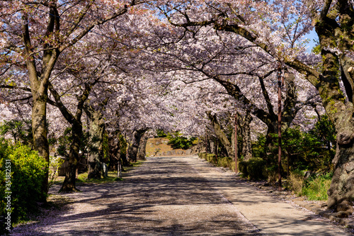 小田原城址公園内の満開の桜