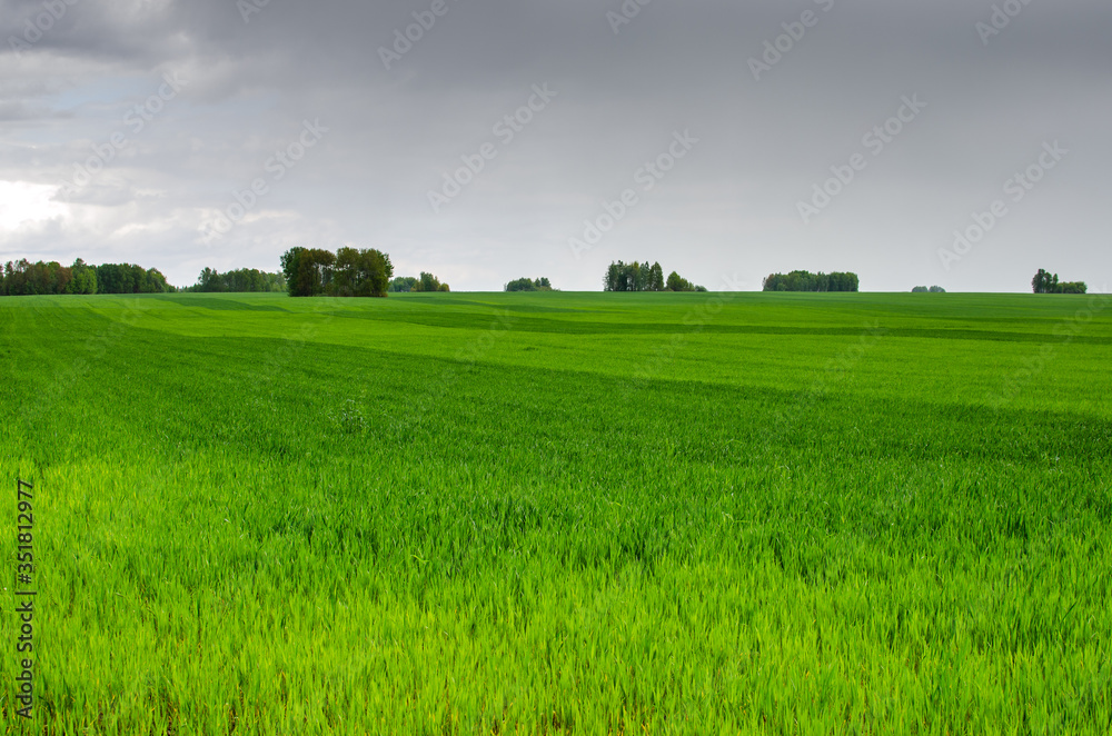 Fototapeta premium Green wheat field in spring before the rain. Natural irrigation of fields by rain