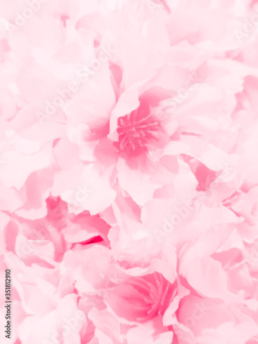 Beautiful abstract color orange pink flowers on white background and purple graphic white flower frame and pink leaves texture, pink background, colorful orange graphics banner 