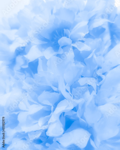 Beautiful abstract color black and blue flowers on black background, white flower frame, blue leaves texture, purple background, blue leaves and blue flowers on purple background