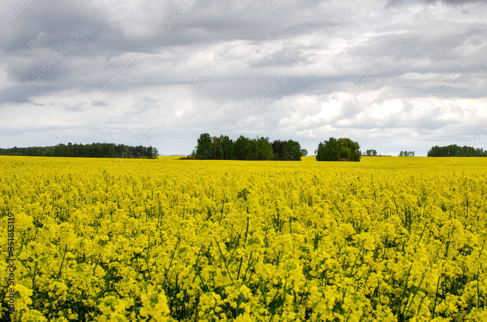 Field of yellow rape in front with trees growing in the field. Fields that were previously abandoned