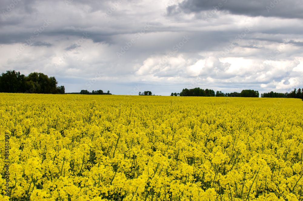 Beautiful clouds over a yellow rapeseed field Beautiful clouds over a yellow rapeseed field