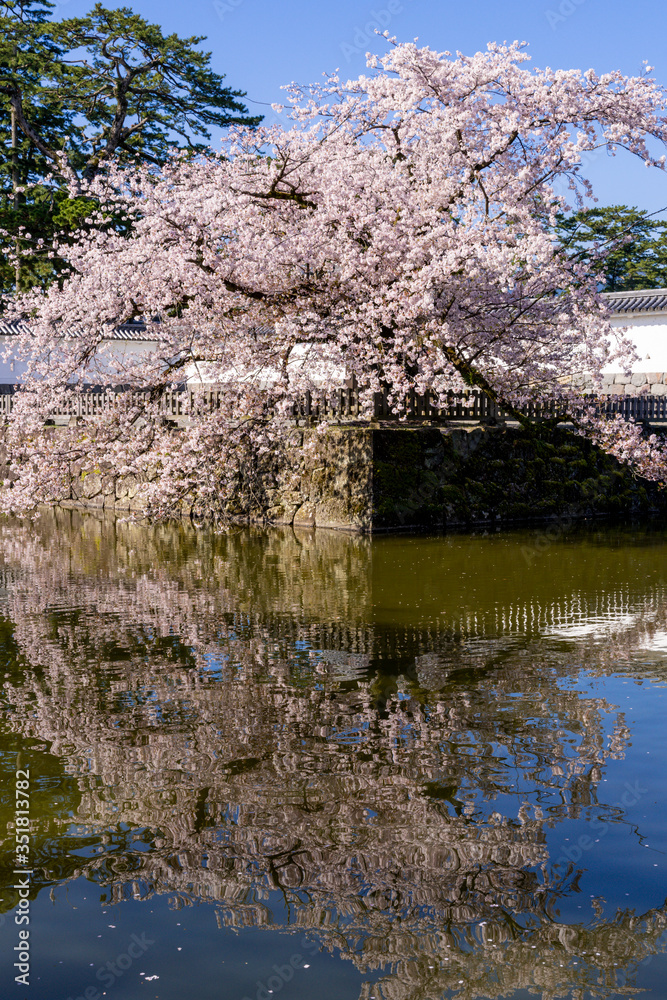 小田原城址公園の満開の桜