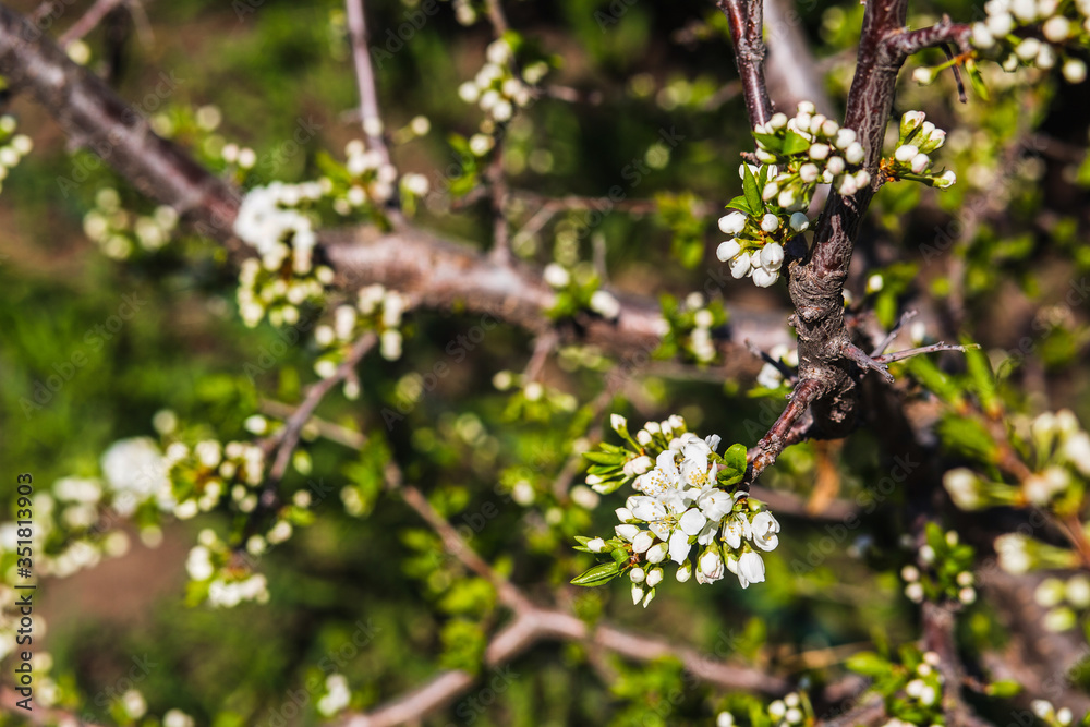 Beautiful photo of a fresh spring branch of greenery close-up. White cherry flowers. Beautiful photo of a fresh spring branch of greenery close-up. White cherry flowers.