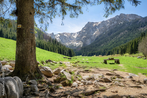 Fototapeta Naklejka Na Ścianę i Meble -  View of glade in the Small Meadow Valley in Tatra mountains, Poland