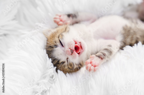 view top little newborn kitten with his tongue lying on his back on a white fluffy blanket. Pets
