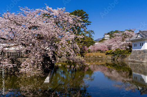 小田原城址公園の満開の桜 photo