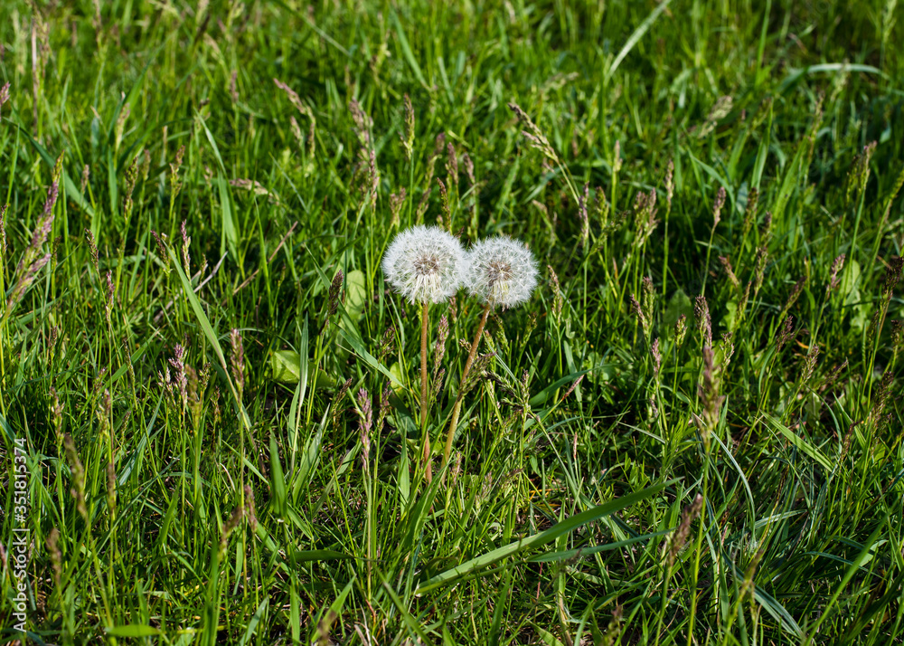2 dandelions in the field 2 dandelions in the field
