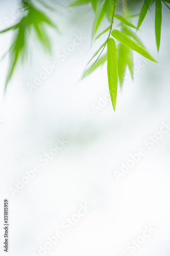 Fototapeta Naklejka Na Ścianę i Meble -  Nature of green leaf bamboo in garden at summer. Natural green leaves plants using as spring background cover page greenery environment ecology wallpaper